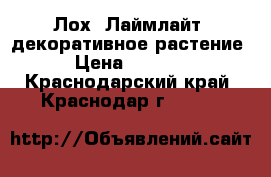 Лох “Лаймлайт” декоративное растение › Цена ­ 2 000 - Краснодарский край, Краснодар г.  »    